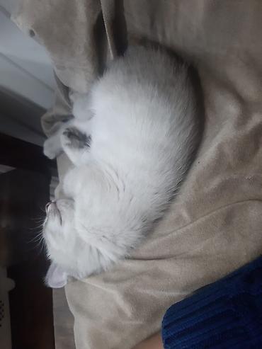 Pişiklər: Britan — 7