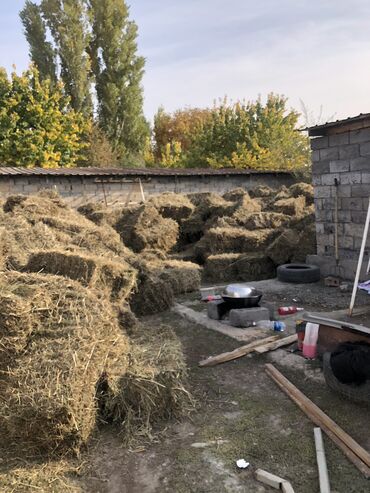 волнистые попугаи купить: Тики сена продаю