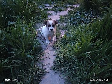 Отдам даром собаку: Щенки -дворняжкиДевочки все 5-недель,звотночки- будут среднего — 2