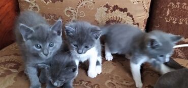 отдам кошку в добрые руки: Britan, Erkək, Dişi, Yaxşı əllərə