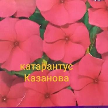 бут массаж: Продаю клубни каллы - 580 сом. Семена катарантусов американской — 5