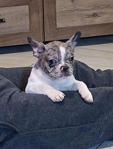 Psi: Stenad francuskog buldoga dva merle muzjaka 3.5 meseca Vakcinisani — 8