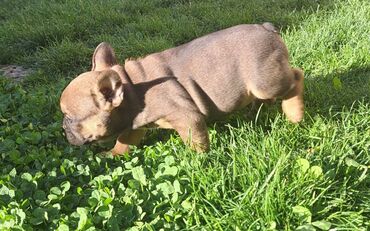 Psi: Prelepi štenci francuskog buldoga na prodaju. Očišćeni od parazita i na lalafo.rs — 14 Psi: Prelepi štenci francuskog buldoga na prodaju. Očišćeni od parazita i — 14