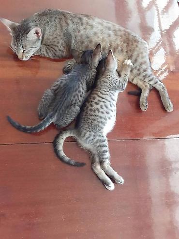 золотая шиншилла цена: Lənkəranda etibarlı əllərə iki bala pişiklər🐈🐈🐈sahibləndirilir.Şirin — 5