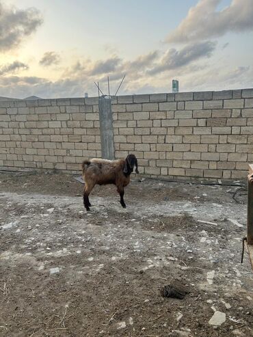 bakida cins ineklerin satisi: Boz-qəhvəyi rəngdə, uzunqulaq və saqqallı yerli keçi. Orta ölçülü