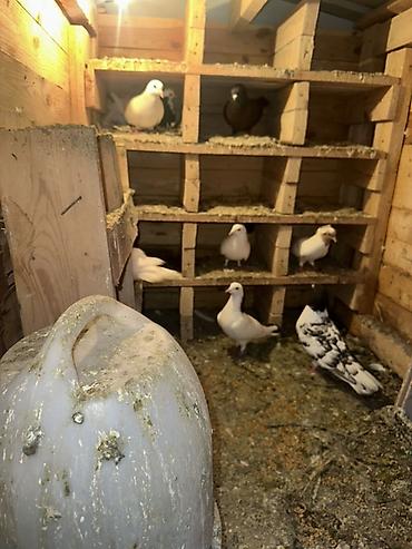 Yuvalar: Ağacdan hazırlanmış rəngli it evi/volyer - Material: qalın taxta — 11