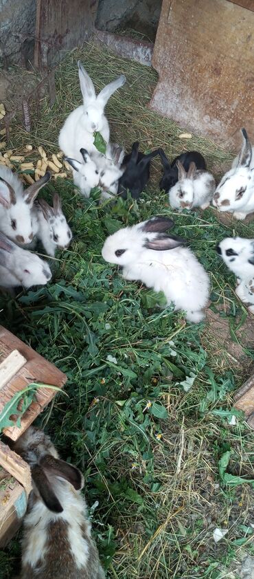 в связи с переездом отдам попугая жако в добрые руки: Бабчки чисто кровные продаю кролчат 2 месяц и 3 месяц и 4 месяц порода