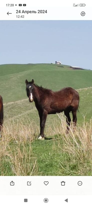 продажа лошадей в киргизии: Продаю | Жеребец | Для разведения