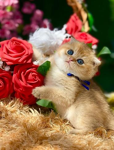 Pişiklər: Britan — 2