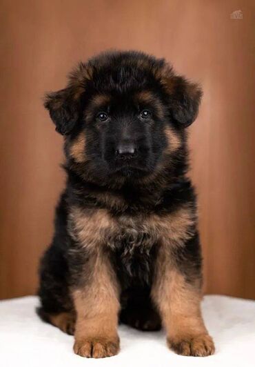 İtlər: Alman çoban iti, 2 ay, Erkek, Sənədli, Pulsuz çatdırılma — 10