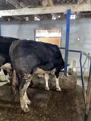 Коровы, быки: Продаю | Бык (самец) | На откорм | Привязанные — 6
