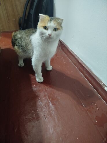 сиамский котенок: Кошка даром: Сиамская, Девочка