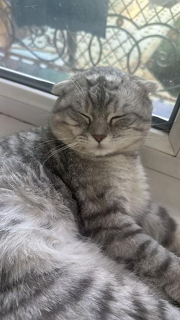 Мышык кууту: Вязка шотландского вислоухого кота (Скоттиш-фолд). - Окрас — 1