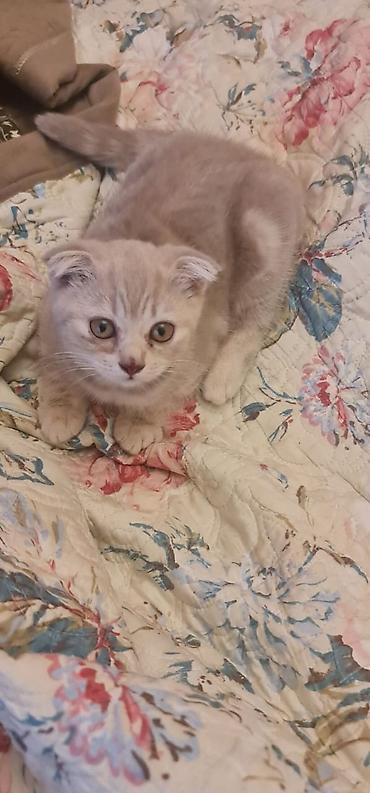 Pişiklər: Şotland — 13