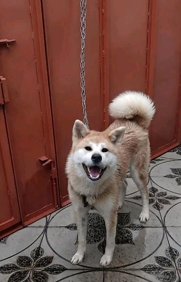 amerkanski akita: Akita-inu — 1