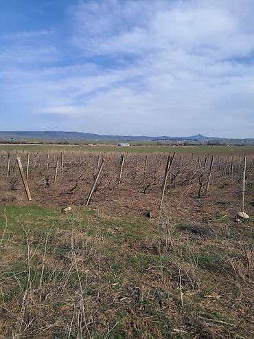 Torpaq sahələrinin satışı: 66 sot, Kənd təsərrüfatı — 9
