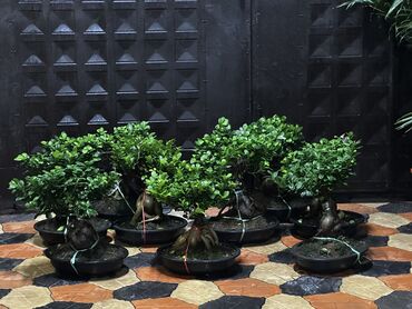 кованные кровать: 🌿 Бонсай (Фикус Гинсенг) на продажу! Уникальные мини-деревья для дома