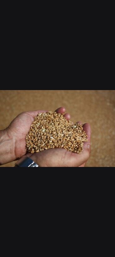 buğda: Зерно чистое один мешок в нем 50 кг цена 22 маната скидка 20 м адрес