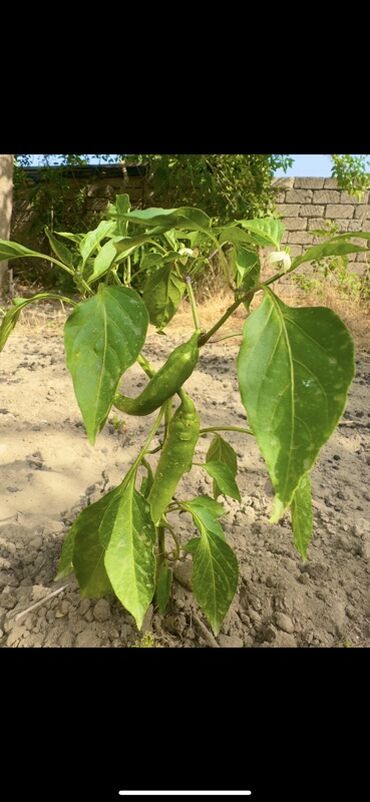 Günlük kirayə evlər: 300 kv. m, 8 otaq, Qaz — 24