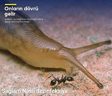 Dezinfeksiya, dezinseksiya: Dezinfeksiya, dezinseksiya | Tarakanlar, Ağacları çiləmə, Taxtabiti | Ofislər, Mənzillər, Evlər — 9