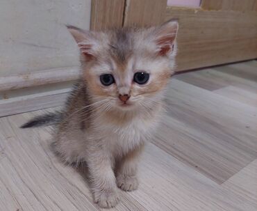 Pişiklər: Şotland, Erkək, Dişi, Yaxşı əllərə, Ünvandan götürmə — 17