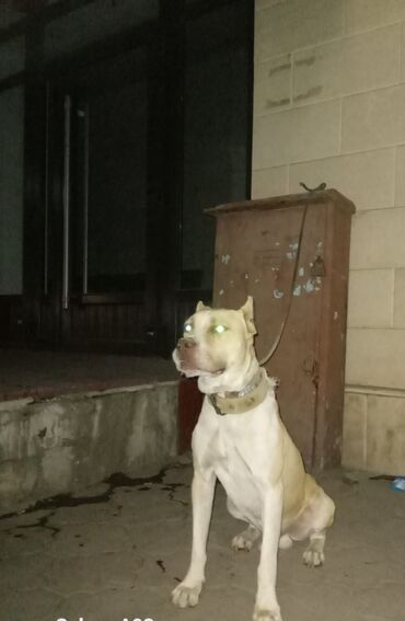 Продажа собак: Американский питбультерьер, кобель, рыже-белый окрас. Крепкое — 6