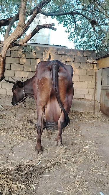simmental inək cinsi: Heyvan 5 qarın doğub Təzə doğanda 26 litr süd verir. 7 aydı doğub hal — 2
