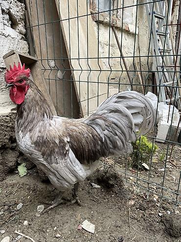 qara australorp: Avstrolop xoruzu satilir 9 ayliq — 5