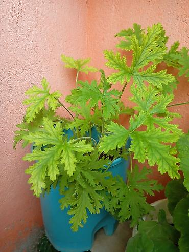 tebi guller: Sardunya (ətirli geranium) – saksıda yetişdirilən dekorativ bitki - — 1