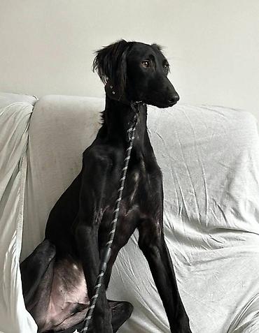 Psi: Saluki štenci, jedinstvena prilika Nudim četiri mužjaka crne boje — 4