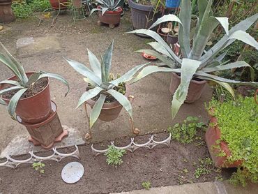 Vaze i saksije: Bоја - Zelena, Novo na lalafo.rs — 4 Vaze i saksije: Bоја - Zelena, Novo — 4