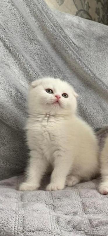 Кошки: Шотландская вислоухая — 4