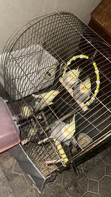 yem karma: Real alıcı endirim olacaq 8 ədəddir Nimfa (Cockatiel) tutuquşuları və — 2