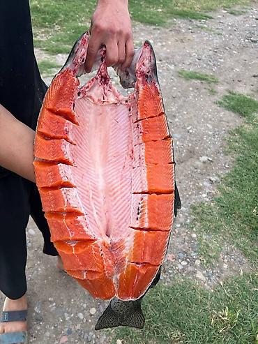 кормилак для телят цена бишкек: 🐟 Жаңы кармалган форель сатылат! Ош шаары, Ош облусу боюнча Таза — 2