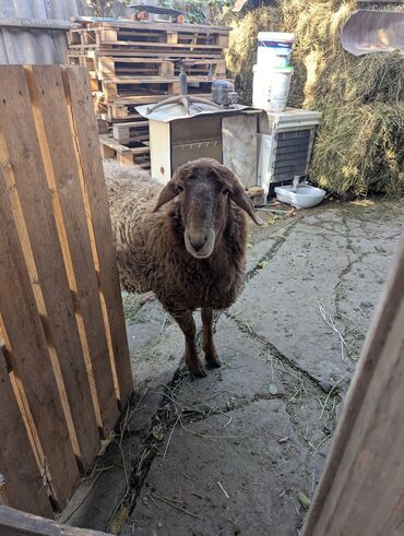 Бараны, овцы: Продаю | Овца (самка) | Арашан | Для разведения | Племенные — 9