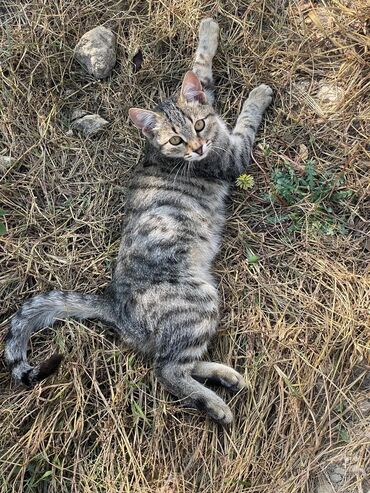 Pişiklər: Türk anqora -da lalafo.az — 3 Pişiklər: Türk anqora — 3