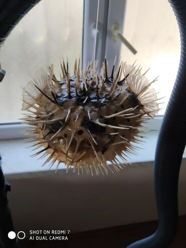 Digər ev dekoru: Рыба -еж рыба-шар чучело в наличии 2 шт — 9