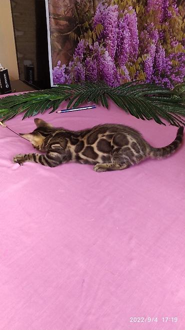 Продажа кошек: Красивейшие Бенгальские котята с огромными розетками. Проф питомник — 13