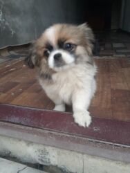 İtlər: Pekines, 1 ay, Dişi, Ödənişli çatdırılma — 2