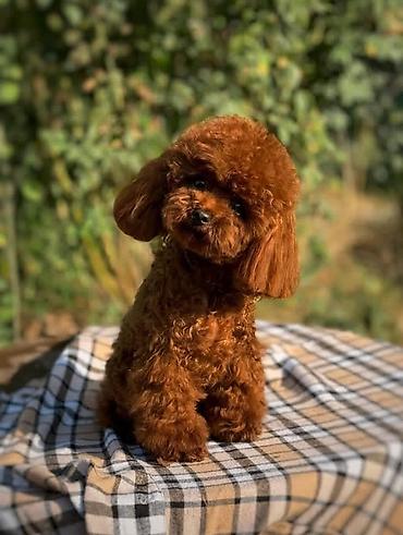 Pudel, 2 ay, Sənədli lalafo.az -da Pudel, 2 ay, Sənədli