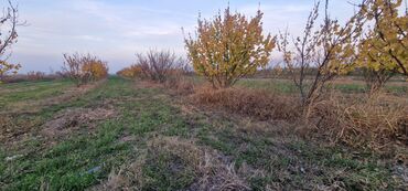 Tinglər: Meyvə tingləri – intensiv bağlar üçün - Növlər: alma və armud heyva — 13