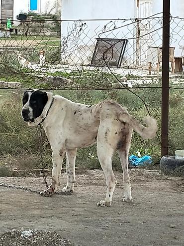 i̇t pudel: Alabay, 2 il, Erkək, Peyvəndli, Rayonlara çatdırılma — 1