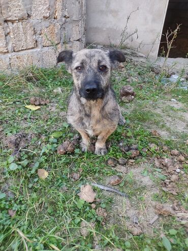 продам собаку объявление: Zvonok, 1 il, Dişi