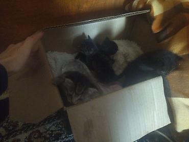 котята цена: Котята домашние, помёт из нескольких малышей. Окрас разный: есть — 1