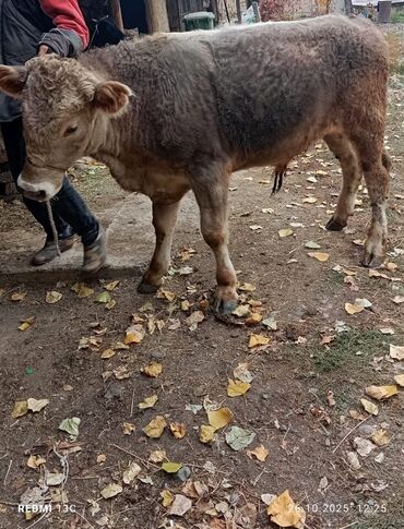 теленки или телята купить: Продаю | Бык (самец) | На откорм | Привязанные