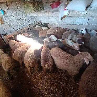 Qoyunlar, qoçlar: Salam aleyküm quzlar 220 mantdan 350 manata kimi qiymeti deyişir — 3