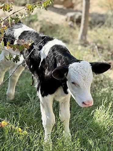 Erkək simmental buzov. Tam sağlamdır. 5 günlükdür. Super buzovdur lalafo.az -da Erkək simmental buzov. Tam sağlamdır. 5 günlükdür. Super buzovdur