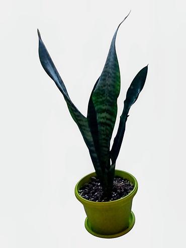 Sanseverija (Svekrvin jezik) u saksiji - Vrsta: Sansevieria
