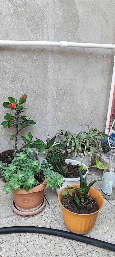 bitki guli: Satılır: Saksı bitkiləri dəsti - Euphorbia milii (Tikanlı tac) – — 1