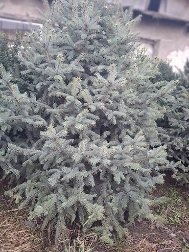 Декоративные деревья: Саженцы деревьев: Ели — 23